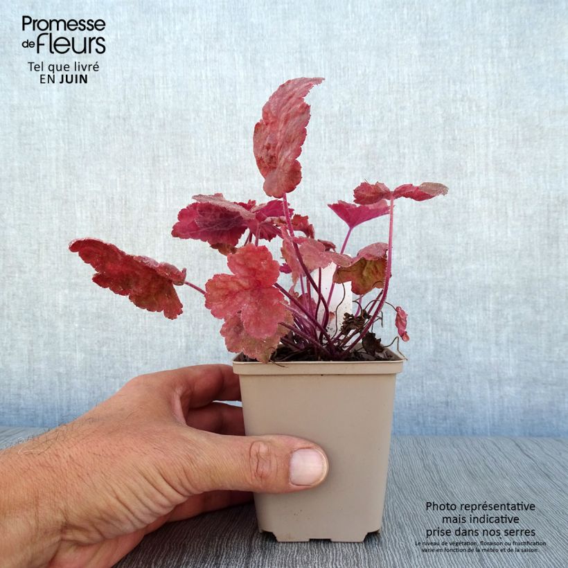 Exemplaar van Heucherella Redstone Fall - Purperklokje Kweekpotje van 8/9 cm zoals geleverd in de zomer