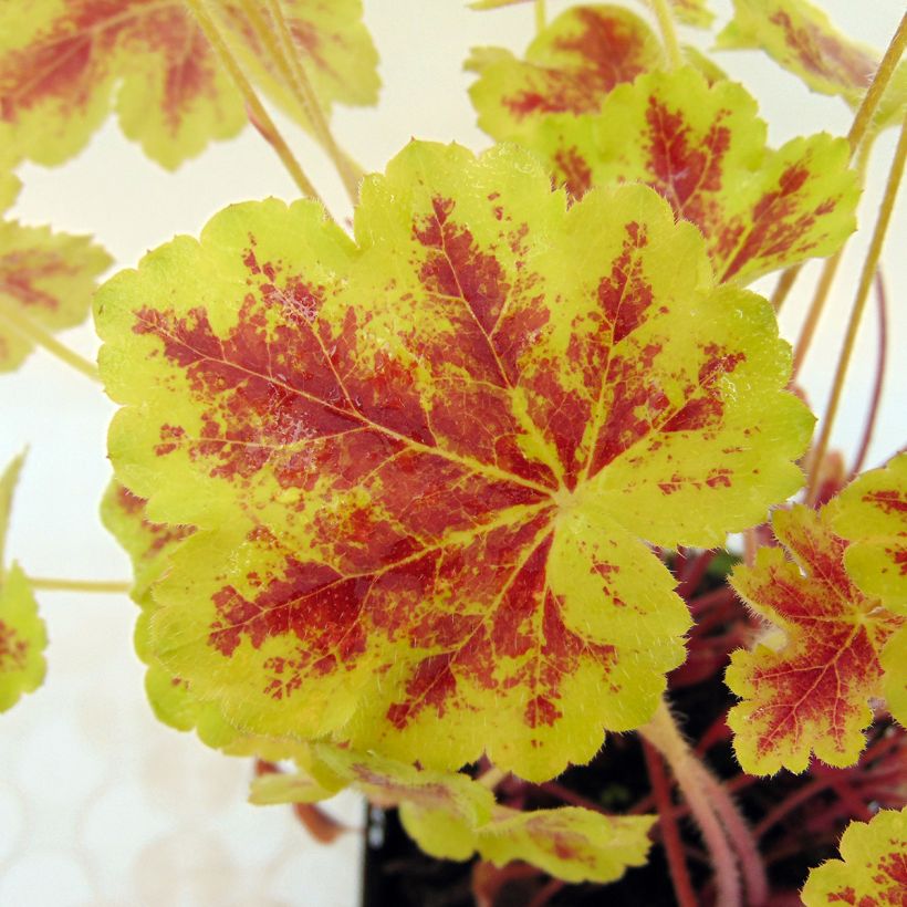Heucherella Solar Eclipse - Purperklokje (Blad)