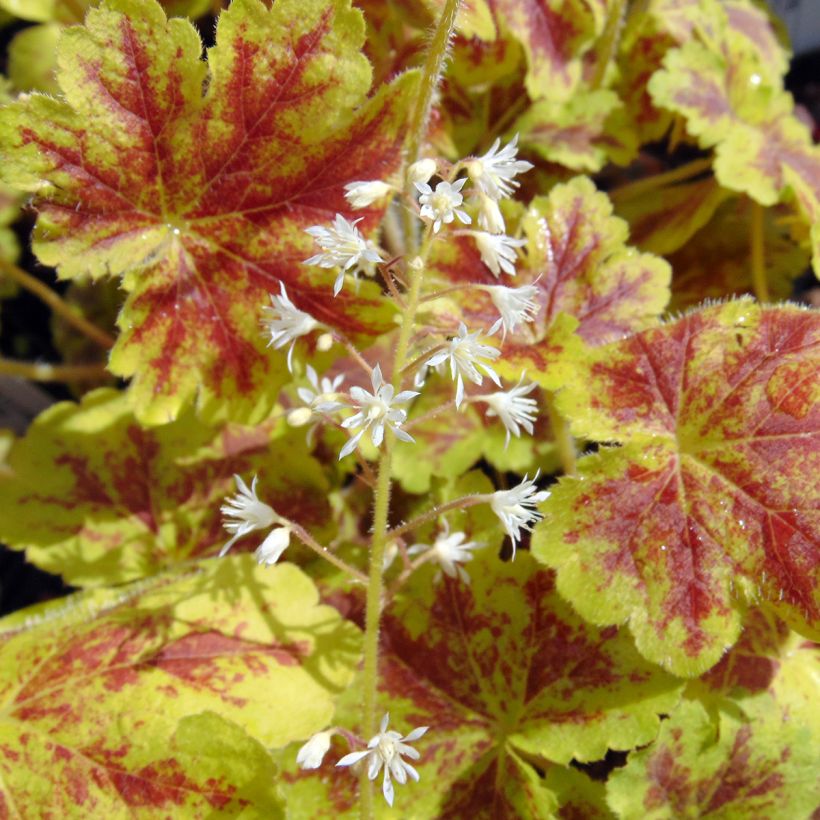 Heucherella Solar Eclipse - Purperklokje (Bloei)