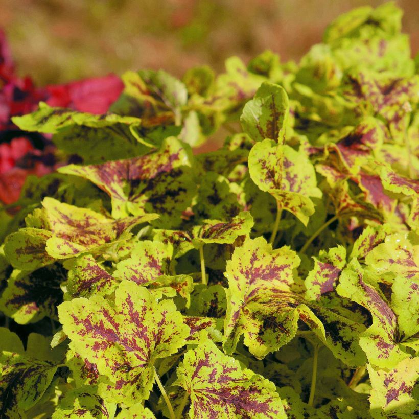 Heucherella Solar Power - Purperklokje (Groeiplaats)