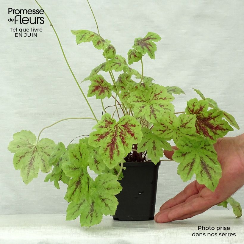 Exemplaar van Heucherella Solar Power - Purperklokje Kweekpotje van 8/9 cm zoals geleverd in de zomer
