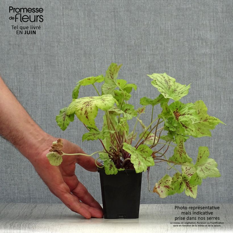 Exemplaar van Heucherella Stoplight - Purperklokje Kweekpotje van 8/9 cm zoals geleverd in de zomer