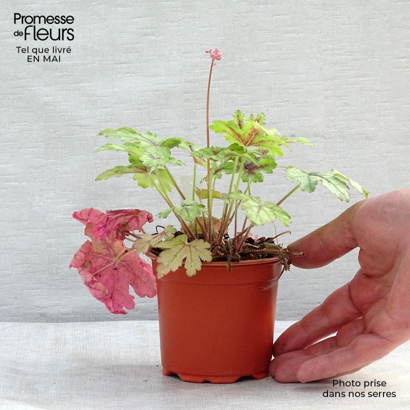 Exemplaar van Heucherella Tapestry - Purperklokje Kweekpotje van 8/9 cm zoals geleverd in de lente