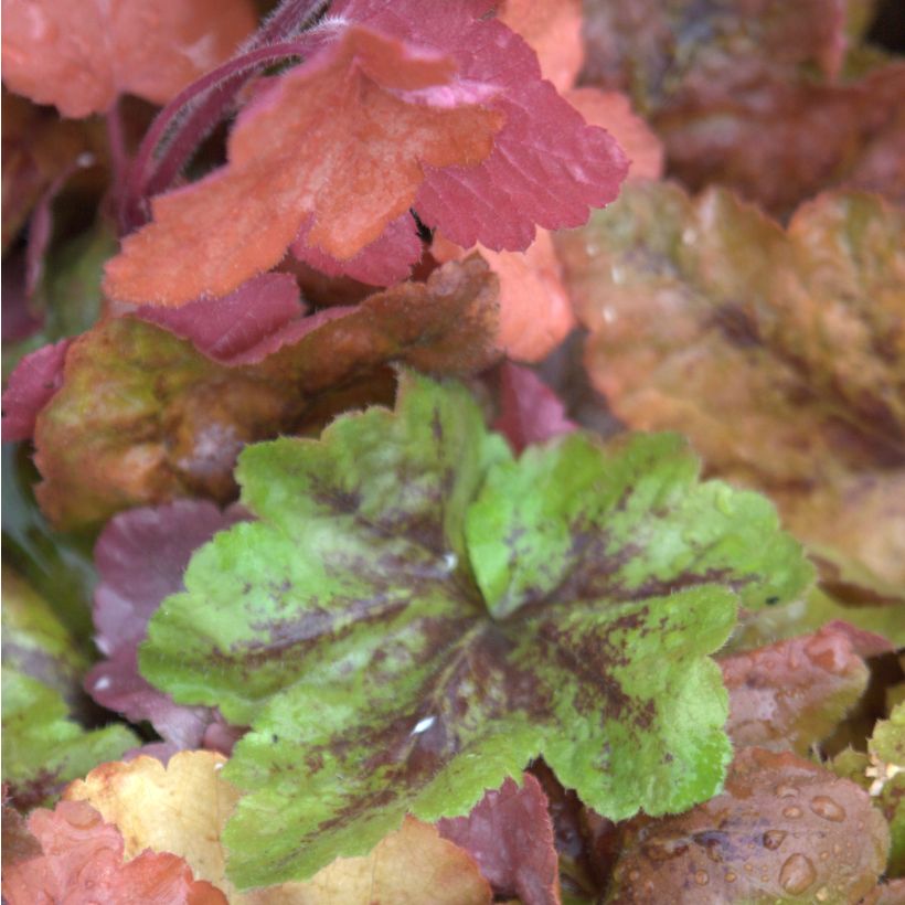 Heucherella Redstone Fall - Purperklokje (Blad)