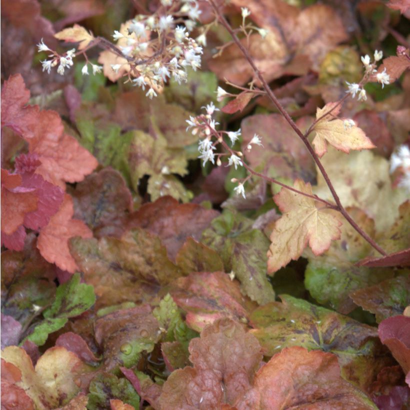 Heucherella Redstone Fall - Purperklokje (Bloei)