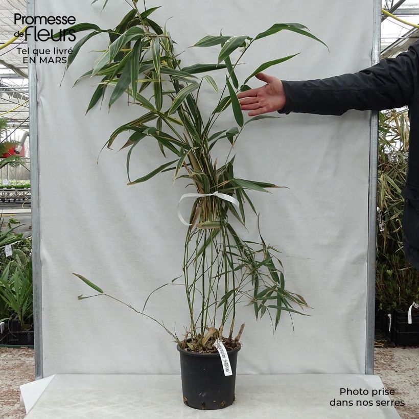 Example of Hibanobambusa tranquillans Shiroshima - Bamboe Pot van 4 l/5 l as you get in printemps