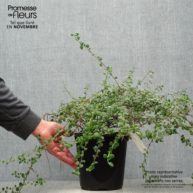 Exemplaar van Hibbertia aspera - Fleur de Guinée Pot van 4 l/5 l zoals geleverd in de herfst