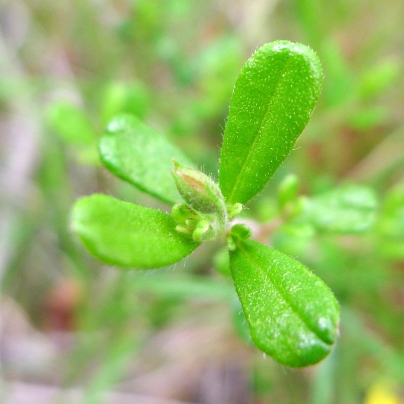 Hibbertia aspera - Fleur de Guinée (Blad)