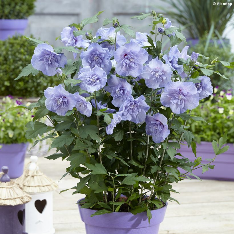 Hibiscus syriacus Blue Chiffon - Tuinhibiscus (Groeiplaats)