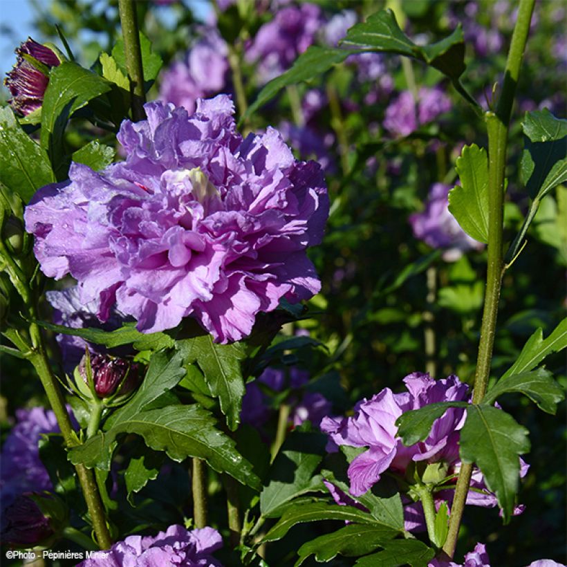 Hibiscus syriacus French Cabaret Purple - Tuinhibiscus (Flowering)