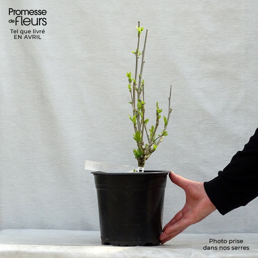 Example of Hibiscus syriacus French Cabaret Purple - Tuinhibiscus Pot van 3 l/4 l as you get in printemps