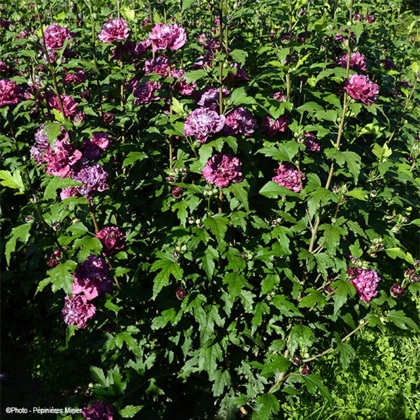 Tuinhibiscus French Cabaret Rood - Hibiscus (Groeiplaats)