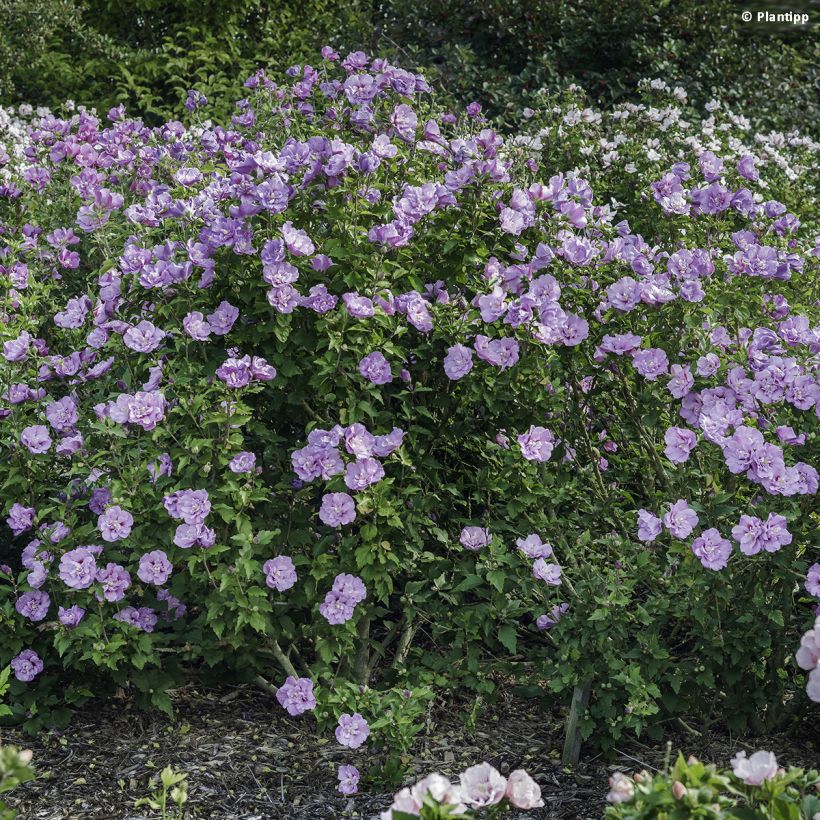 Hibiscus syriacus Lavender Chiffon - Tuinhibiscus (Groeiplaats)