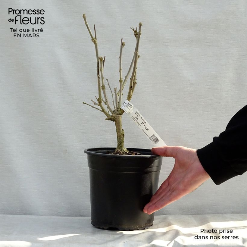 Exemplaar van Hibiscus syriacus Pink Giant - Tuinhibiscus Pot van 4 l/5 l zoals geleverd in de lente