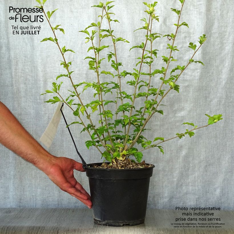 Exemplaar van Hibiscus syriacus Pink Giant - Tuinhibiscus Pot van 4 l/5 l zoals geleverd in de zomer