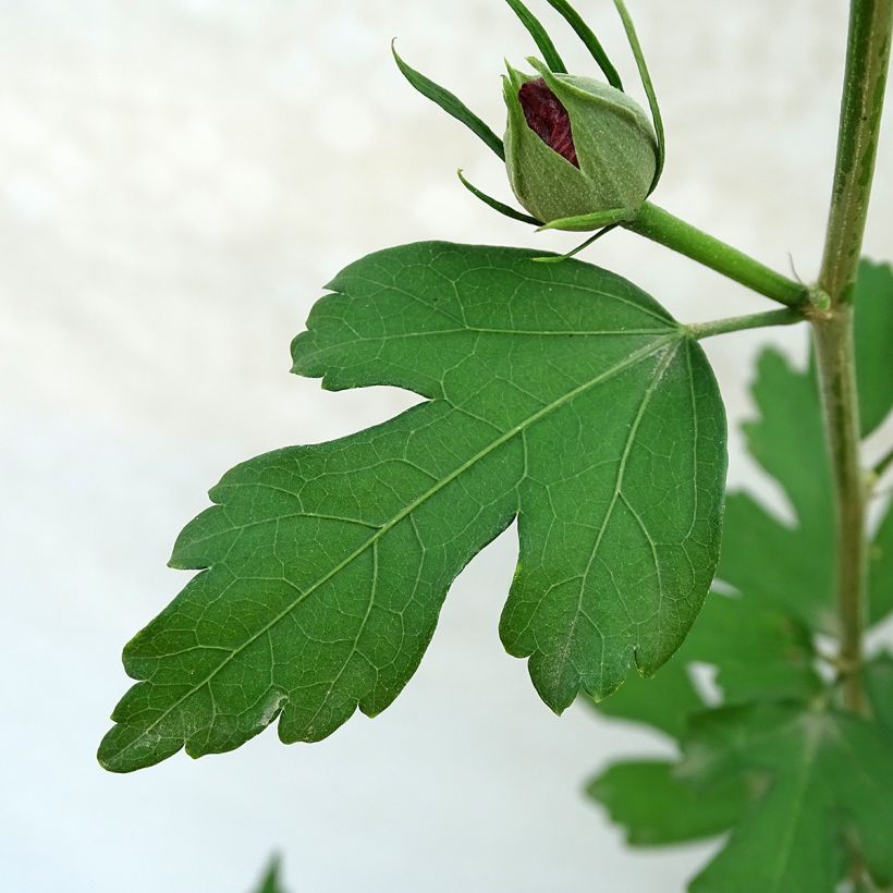 Hibiscus syriacus Pink Giant - Tuinhibiscus (Blad)