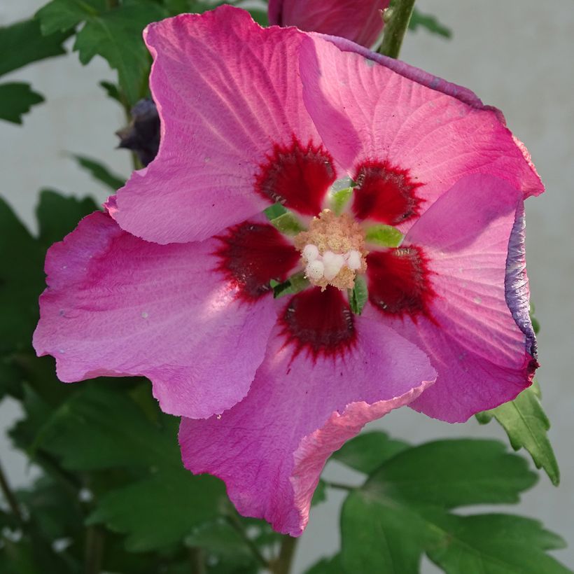 Hibiscus syriacus Pink Giant - Tuinhibiscus (Bloei)