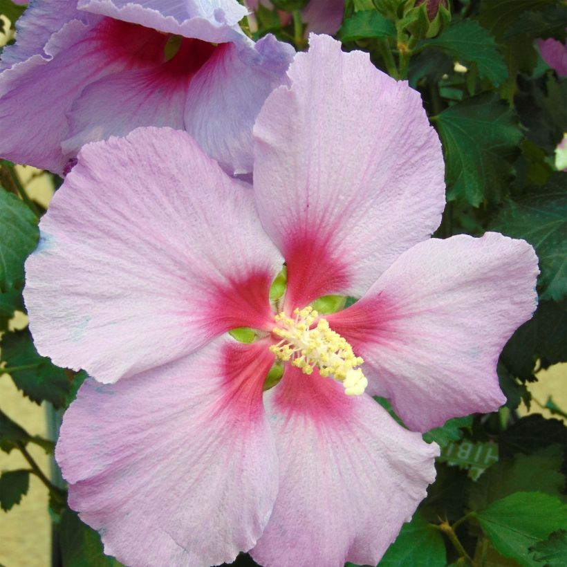 Hibiscus Rose Moon - Tuinhibiscus (Bloei)