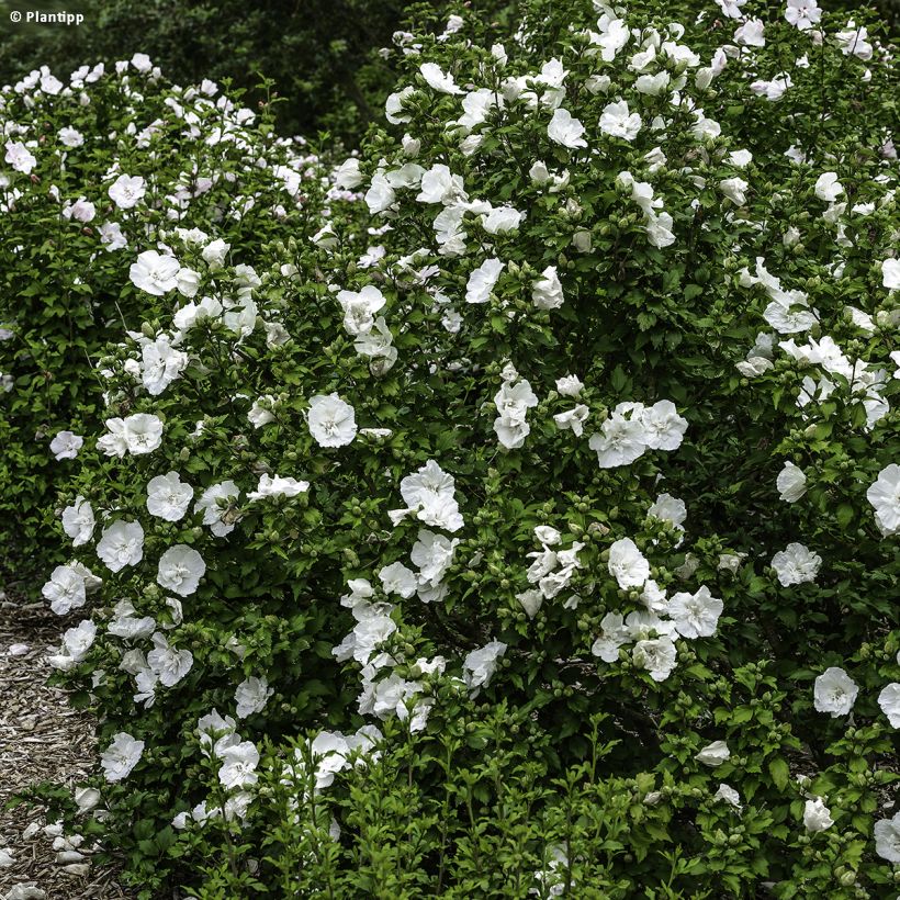 Hibiscus syriacus White Chiffon - Tuinhibiscus (Groeiplaats)