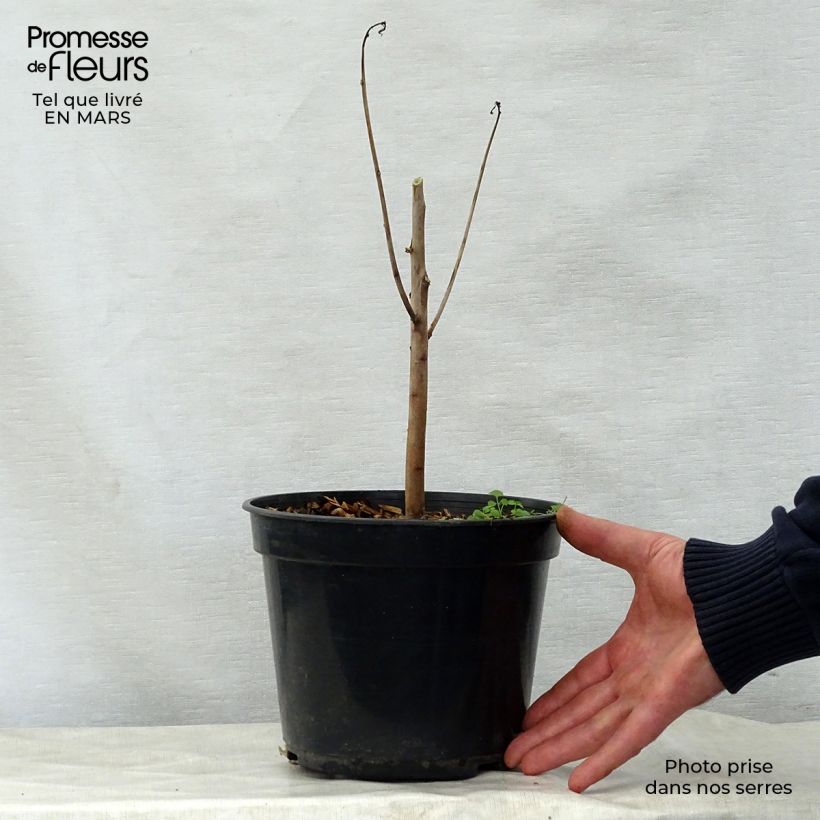 Exemplaar van Hibiscus coccineus - Moerashibiscus Pot van 4 l/5 l zoals geleverd in de lente