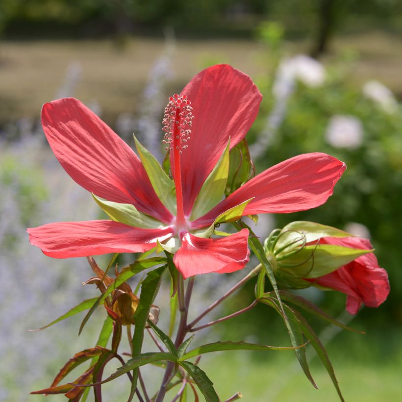Hibiscus coccineus - Moerashibiscus (Bloei)