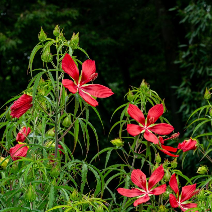 Hibiscus coccineus - Moerashibiscus (Groeiplaats)