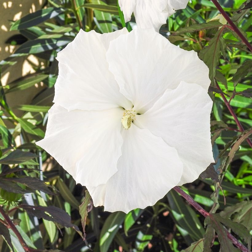 Hibiscus moscheutos Carousel Ghost - Moerashibiscus (Bloei)