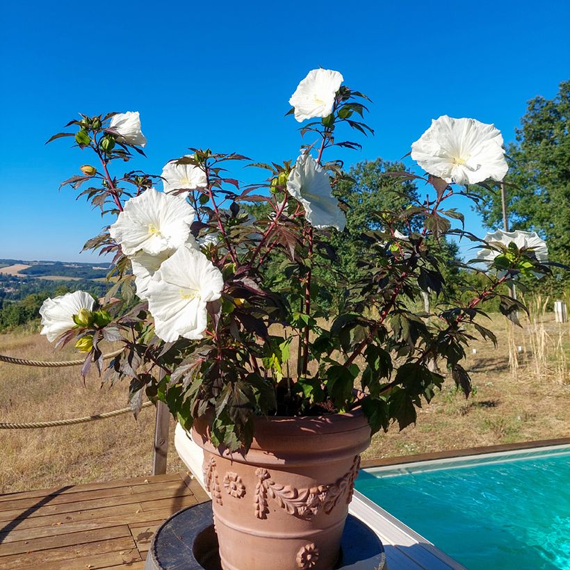 Hibiscus moscheutos Carousel Ghost - Moerashibiscus (Groeiplaats)
