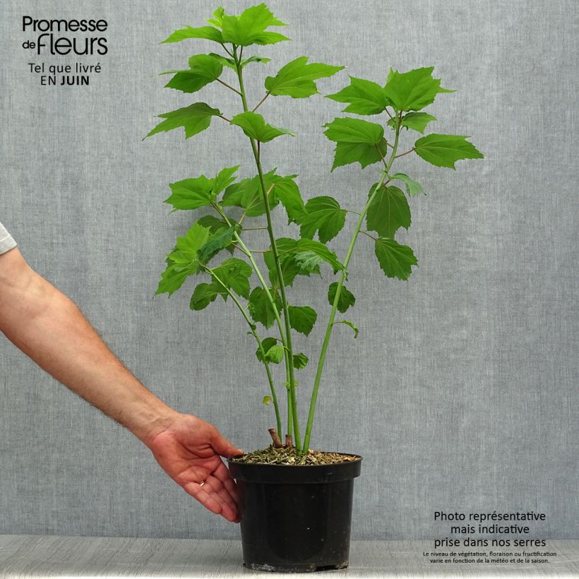 Exemplaar van Hibiscus moscheutos Cherry Cheesecake - Moerashibiscus Pot van 3 l/4 l zoals geleverd in de zomer