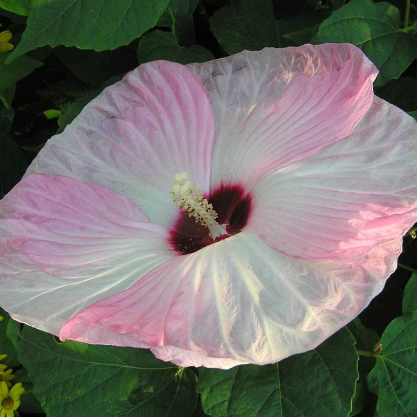 Hibiscus moscheutos Fujin - Moerashibiscus (Bloei)