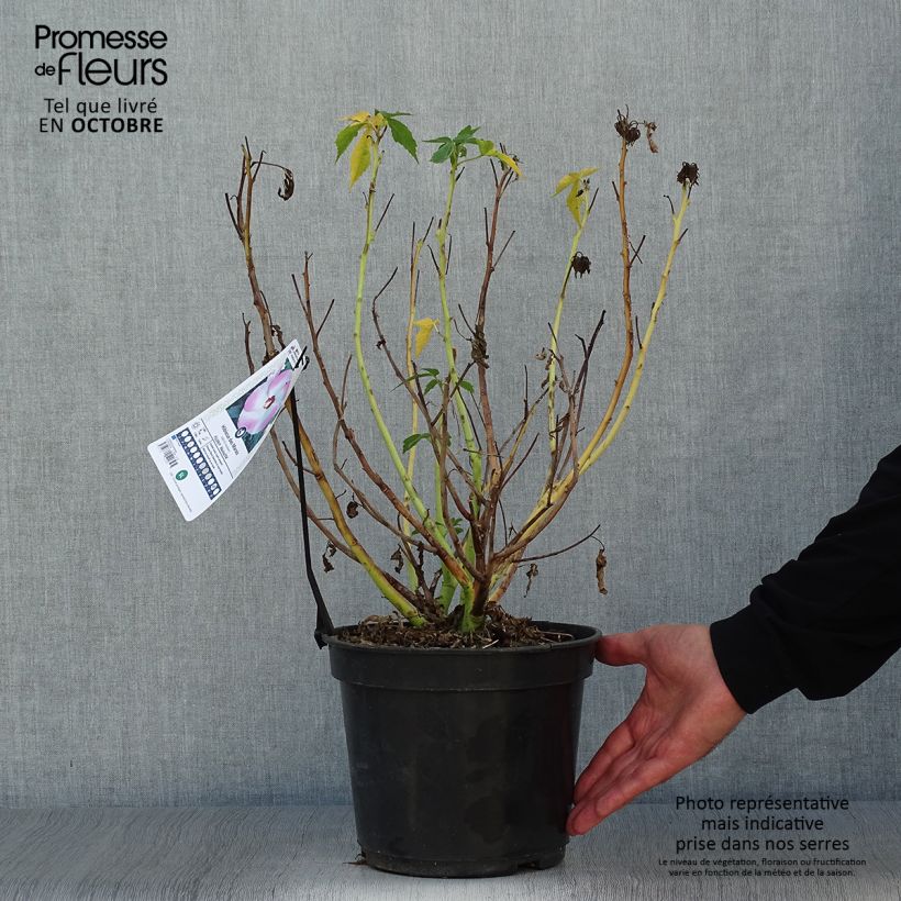 Exemplaar van Hibiscus moscheutos Fujin - Moerashibiscus Pot van 4 l/5 l zoals geleverd in de herfst