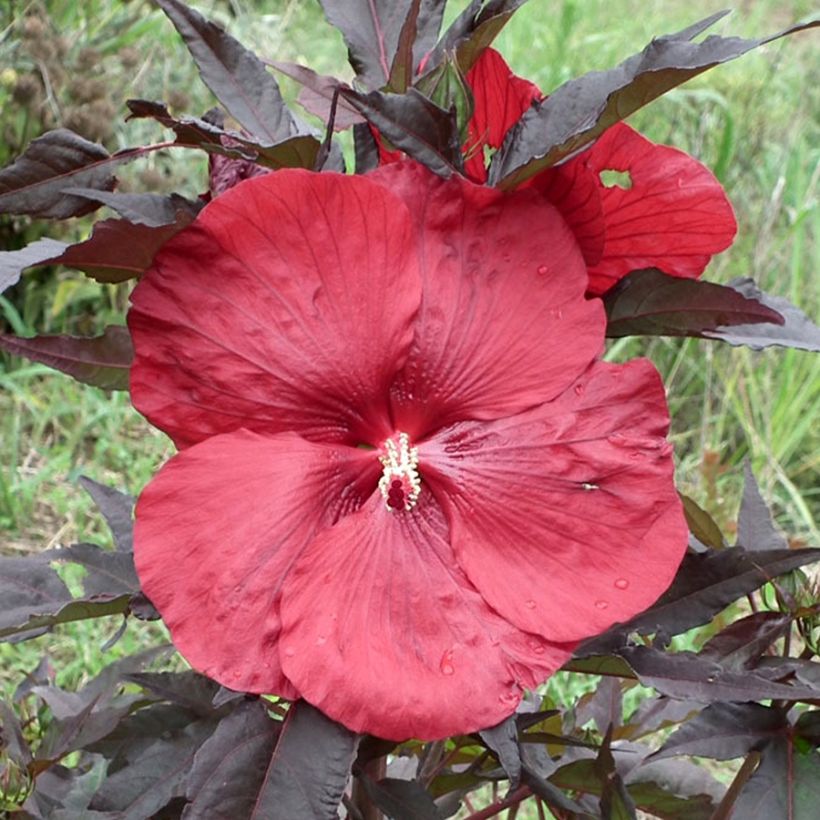 Hibiscus moscheutos Geant Rood - Moerashibiscus (Bloei)