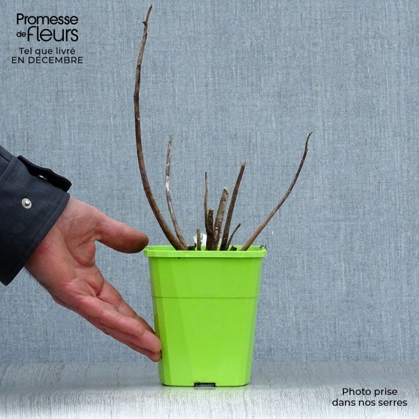 Example of Hibiscus moscheutos Joli Coeur - Moerashibiscus Pot van 1 l/1,5 l as you get in hiver