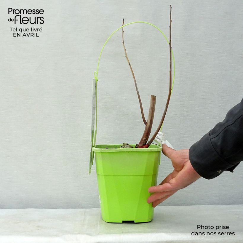 Example of Hibiscus moscheutos Joli Coeur - Moerashibiscus Pot van 3 l/4 l as you get in printemps