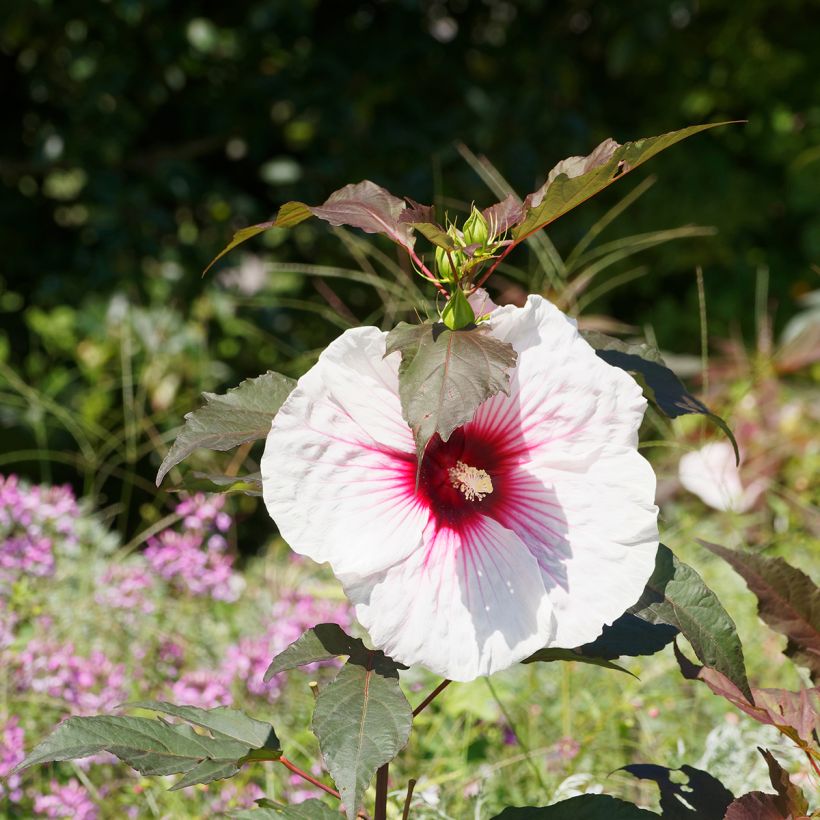Hibiscus moscheutos Joli Coeur - Moerashibiscus (Flowering)