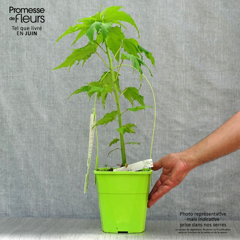 Exemplaar van Hibiscus moscheutos Joli Coeur - Moerashibiscus Pot van 3 l/4 l zoals geleverd in de zomer