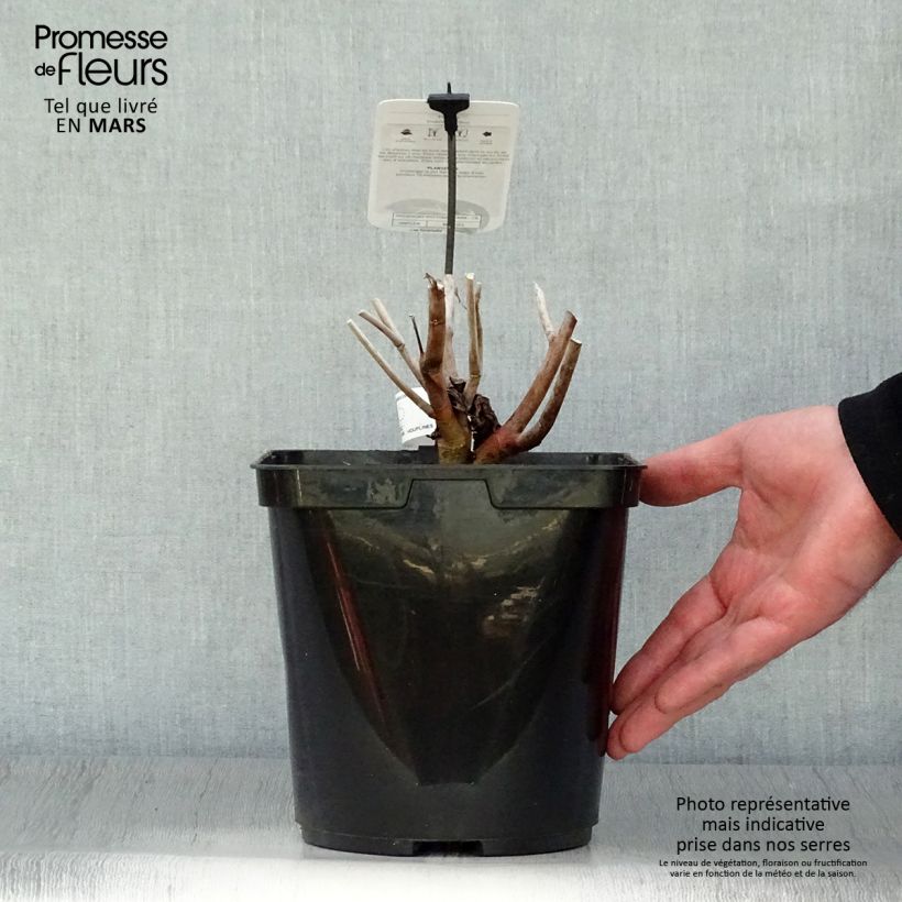 Exemplaar van Hibiscus moscheutos Midnight Marvel - Moerashibiscus Pot van 3 l/4 l zoals geleverd in de lente