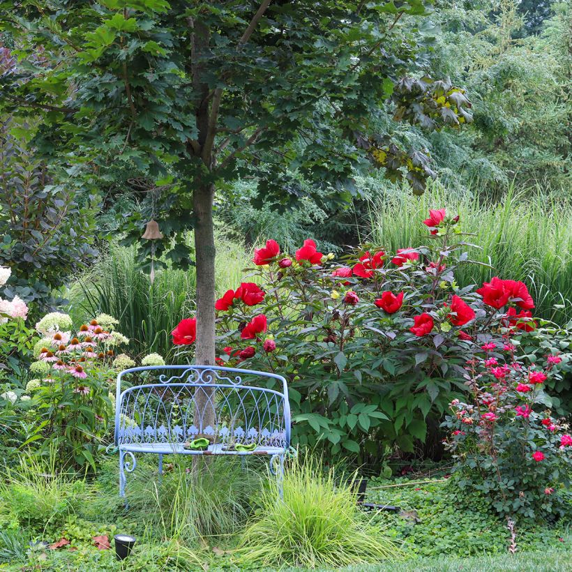 Hibiscus moscheutos Midnight Marvel - Moerashibiscus (Groeiplaats)