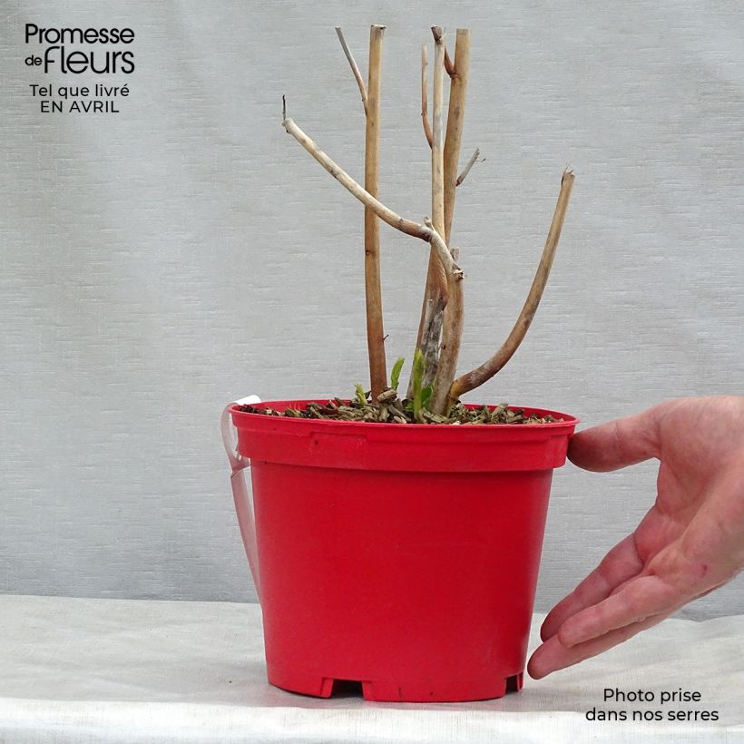 Exemplaar van Hibiscus moscheutos Planet Griotte - Moerashibiscus Pot van 3 l/4 l zoals geleverd in de lente