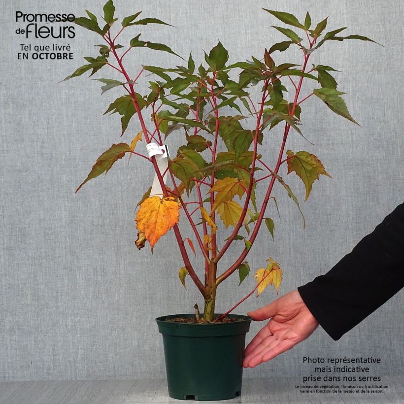 Exemplaar van Hibiscus moscheutos Planet Griotte - Moerashibiscus Pot van 3 l/4 l zoals geleverd in de herfst