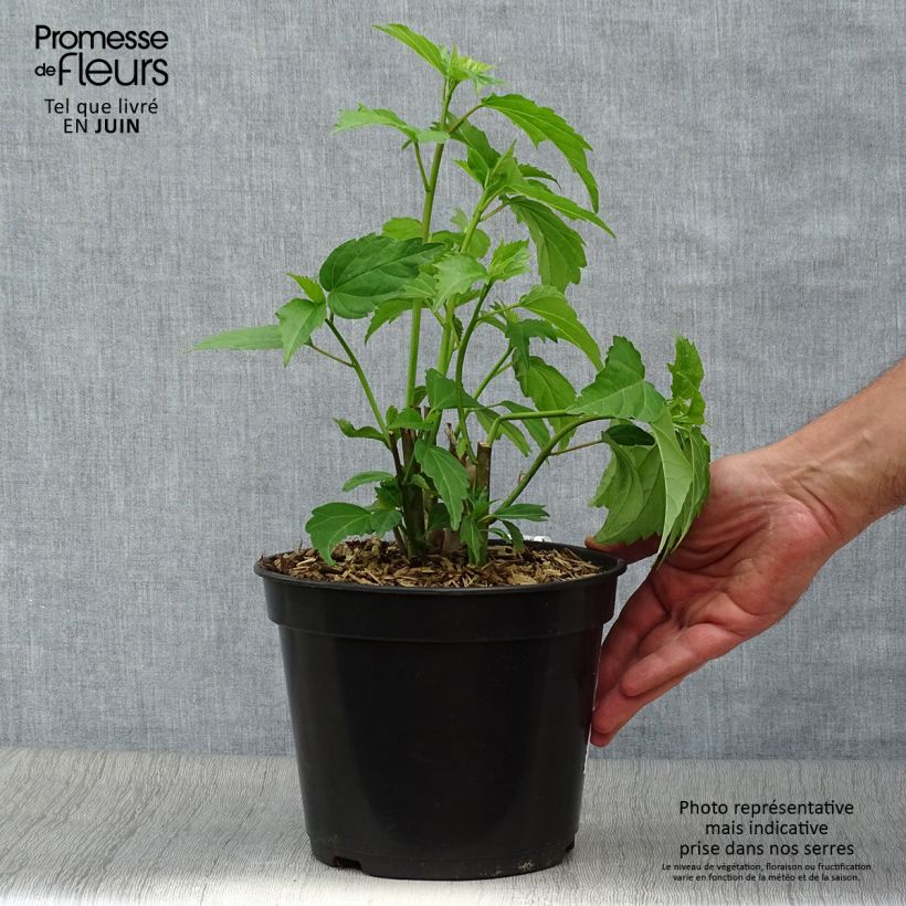 Exemplaar van Hibiscus moscheutos Planet Griotte - Moerashibiscus Pot van 3 l/4 l zoals geleverd in de zomer