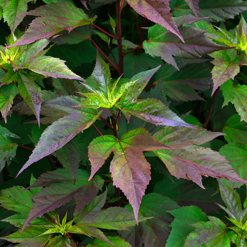 Hibiscus moscheutos Planet Griotte - Moerashibiscus (Blad)