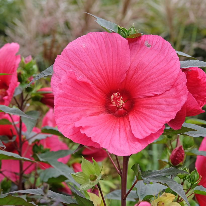 Hibiscus moscheutos Planet Griotte - Moerashibiscus (Bloei)