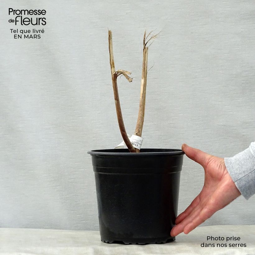 Exemplaar van Hibiscus moscheutos Planet Solène - Moerashibiscus Pot van 3 l/4 l zoals geleverd in de lente