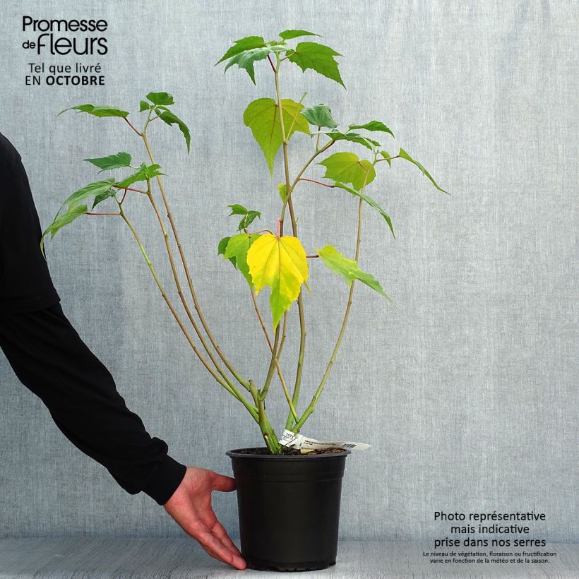 Exemplaar van Hibiscus moscheutos Planet Solène - Moerashibiscus Pot van 3 l/4 l zoals geleverd in de herfst