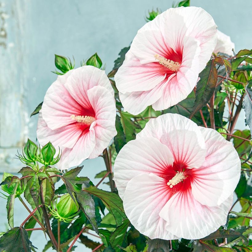 Hibiscus moscheutos Pink Candy - Moerashibiscus (Bloei)