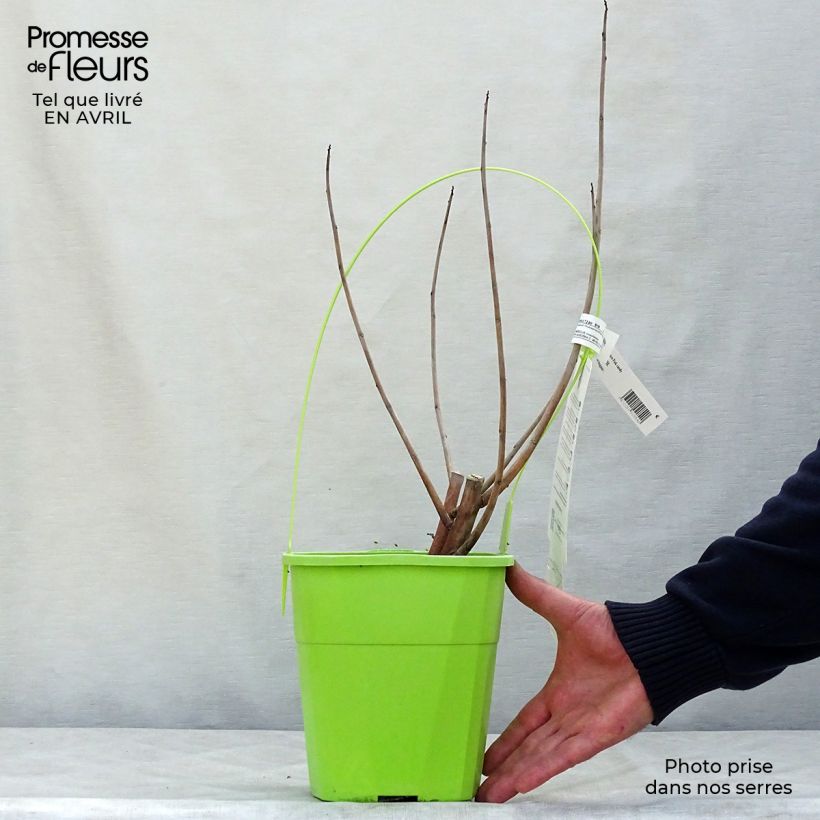 Exemplaar van Hibiscus moscheutos Pink Candy - Moerashibiscus Pot van 3 l/4 l zoals geleverd in de lente