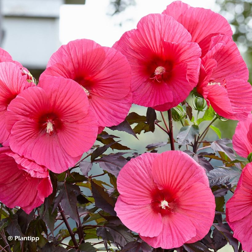 Hibiscus moscheutos Pink Passion - Moerashibiscus (Bloei)