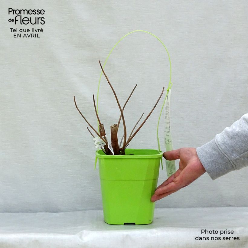 Exemplaar van Hibiscus moscheutos Pink Passion - Moerashibiscus Pot van 3 l/4 l zoals geleverd in de lente