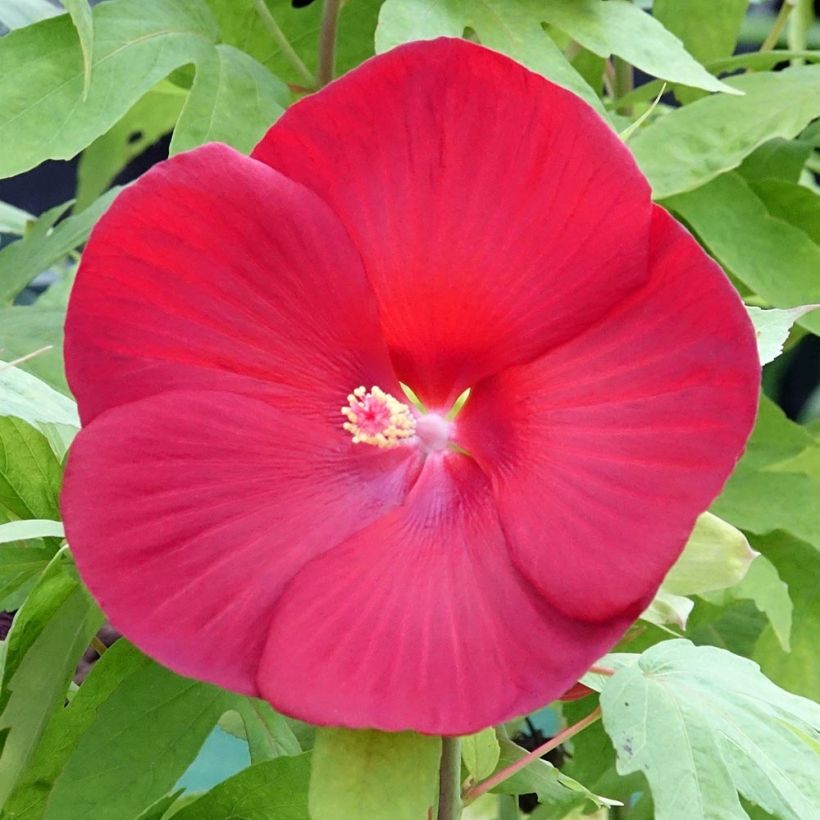 Hibiscus moscheutos Raijin - Moerashibiscus (Bloei)